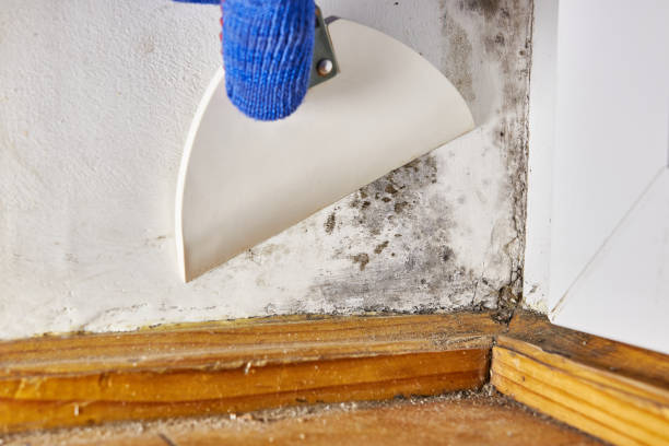 Best Air Quality Testing for Mold Spores  in Center Point, TX